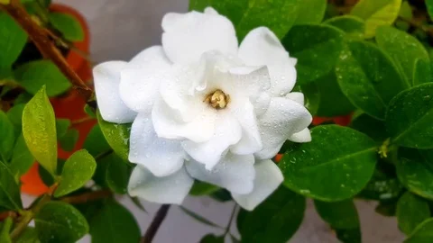 White flower in garden Stock Footage 74793943