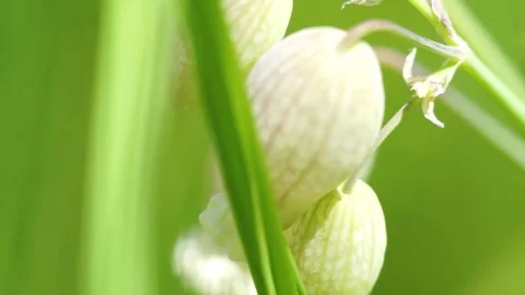 White flower in garden Stock Footage 77812016