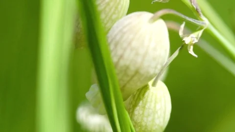 White flower in garden Stock Footage 77812071