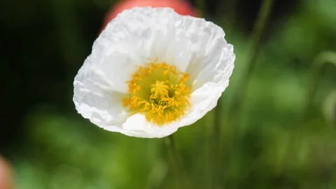 White Flower in a Garden Stock Footage 90796885