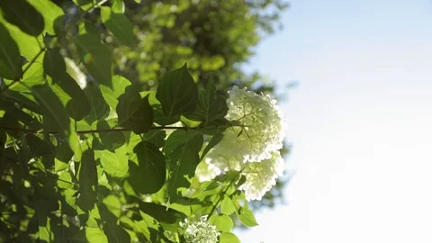 White flower in garden Stock Footage 101290549