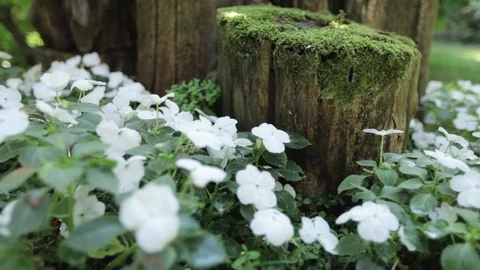 White flower in garden Stock Footage 101290581