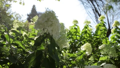 White flower in garden Stock Footage 101290596