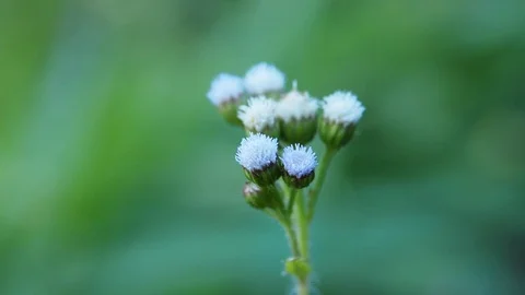 White flower in garden Video stock 102592436