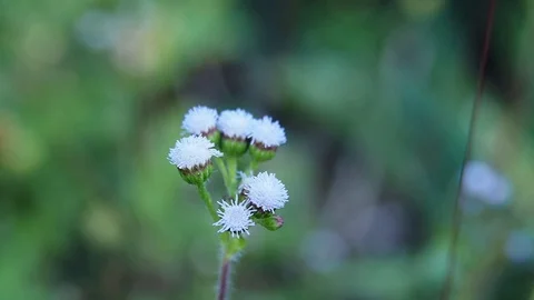 White flower in garden Stock Footage 102592757