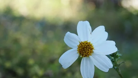 White flower in garden Video stock 102593343