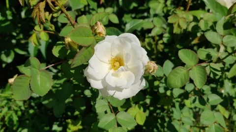 White flower in garden 库存影片 272603803