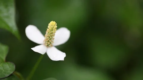 White flower in the garden Vídeo Stock 310079744