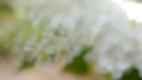 The white flower of the garden hydrangea sways, getting out of focus. Stock Footage 147911355