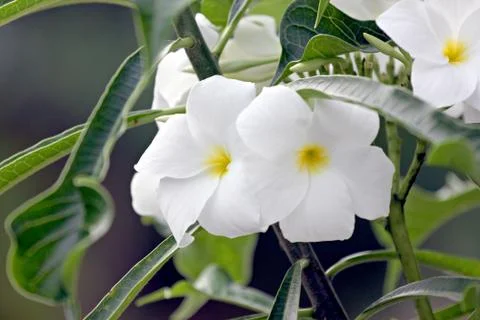 White flower in the garden. Фото