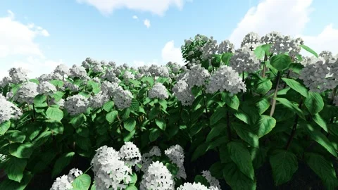 White Flower Garden Under Sky Stock Footage 337294006