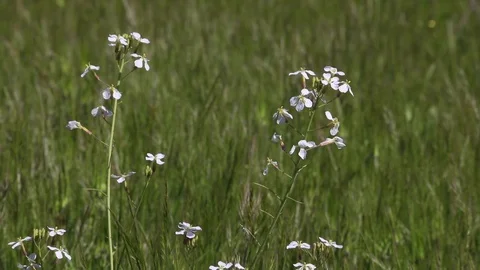 White Flower in the Grass Stock Footage 108126213
