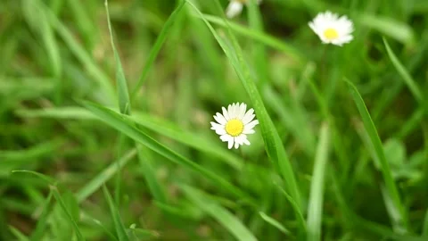 White flower in the grass Stock Footage 279486628