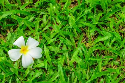 White flower on grass Stock Photos