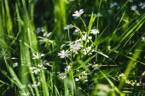 White flower in the grass Stock Photos
