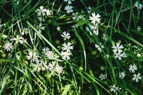 White flower in the grass Stock Photos