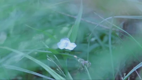 White flower green background Stock Footage 127142128