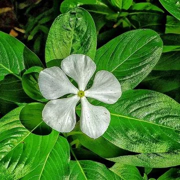 White flower with green background Stock Photos