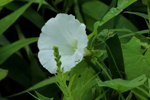 White flower on green foliage close up Stock Photos