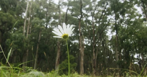 White flower in green forest Stock Footage 243620604