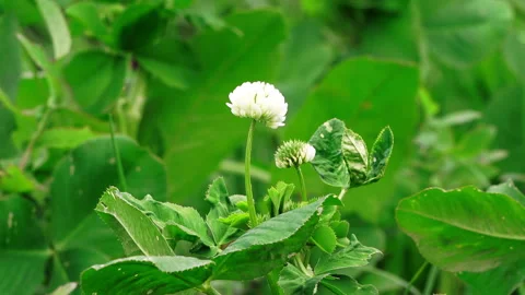 White flower on a  green grass background Stock Footage 88134520