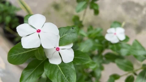 White flower with green leaf background Stock Footage 168862143