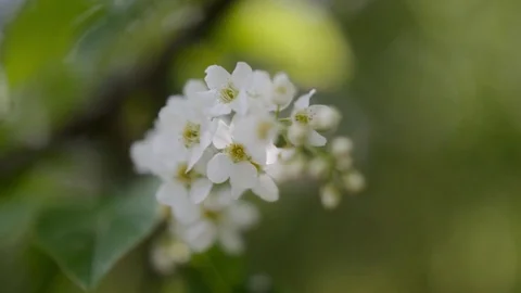 White flower with green leaves depth of field Stock Footage