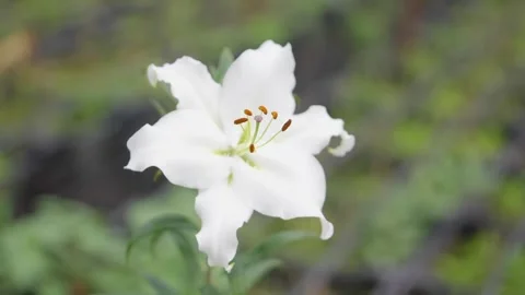 A white flower with a green stem Stock Footage 297774899