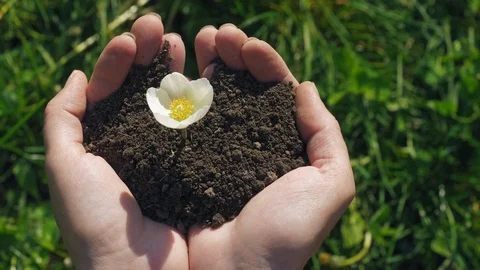 White flower grows up from the soil in the hands Stock Footage 107511766