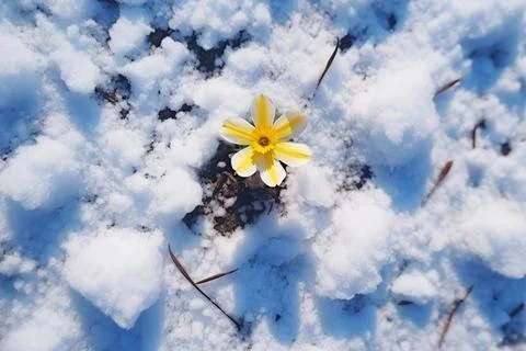 White flower grows through the snowy ground. New plant life. Winter, top view. Stock Photos