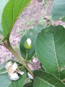The white flower of guava Stock-Fotos