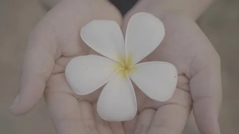White flower in the hands Stock Footage 247531862