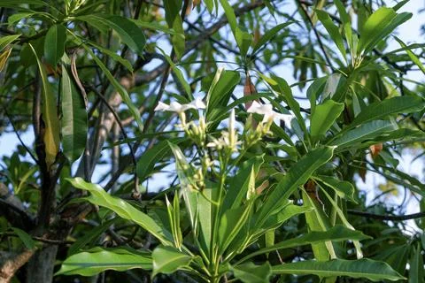 White flower at high tree Stock Photos