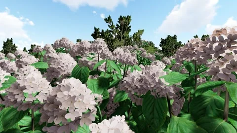White Flower on the Hill Stock Footage 337836818