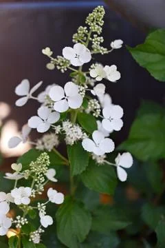 White flower Hydrangea paniculata in the summer garden. Foto stock