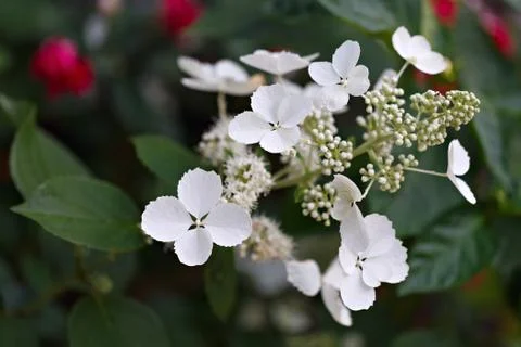 White flower Hydrangea paniculata in the summer garden. Stock Photos