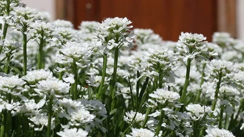 White flower Iberis. Candytuft. Iberis amara - Iberis sempervirens. Stock Footage