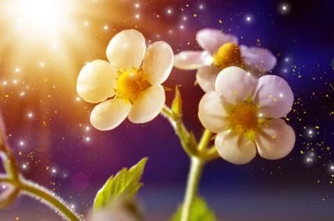 White flower Stock Illustration