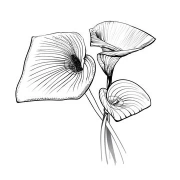 White flower Stock Illustration