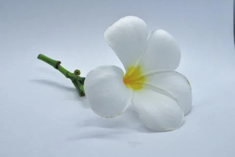 White flower isolate on white background Stock-Fotos