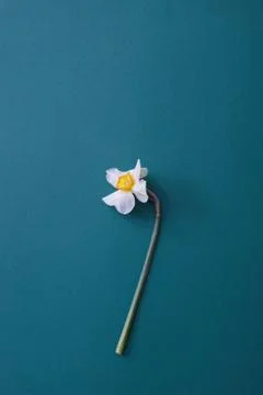 White flower isolated Fotos de archivo