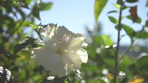 White Flower in jungle Video stock 47779487