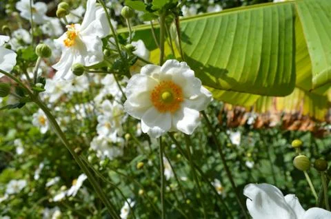 White flower an large leaf Stock Photos