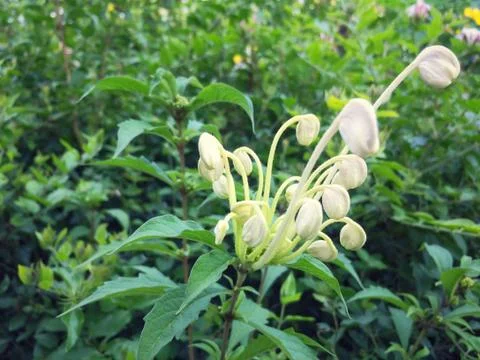 White flower of Leaf Background Stock Photos