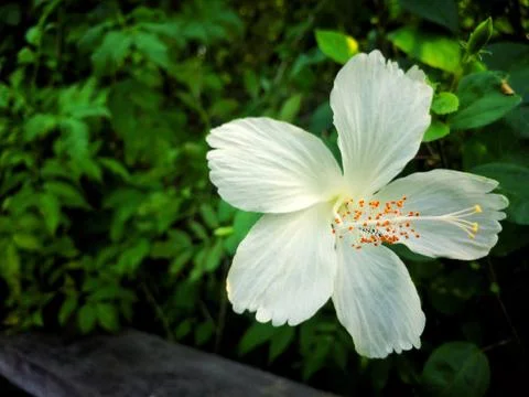 White flower of Leaf Background Stock Photos