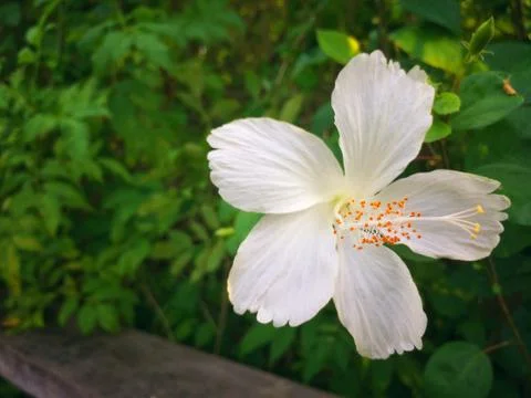 White flower of Leaf Background Stock Photos