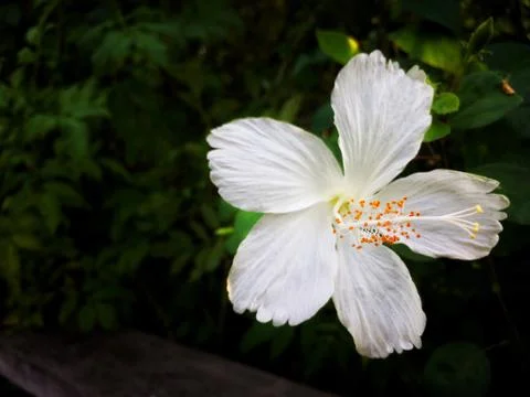 White flower of Leaf Background Stock Photos