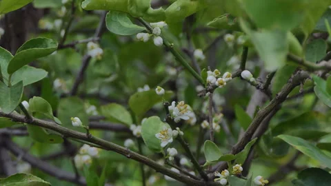 White flower of lime tree in organic agricultural garden. Stock-Footage 306299542