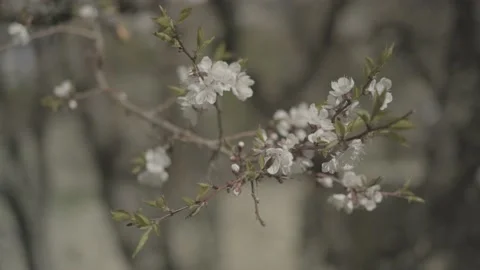 White Flower LOG Vídeo Stock 136404044