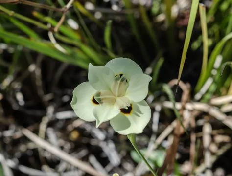 White flower macro close up delicate bloom in natural garden soft light botan Stock Photos